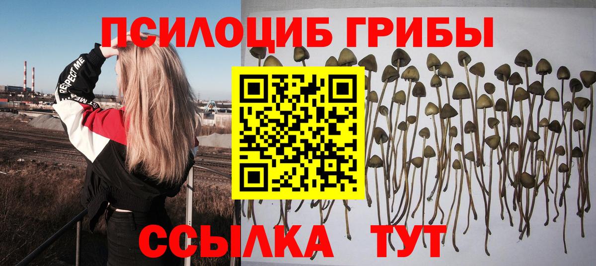 Псилоцибиновые грибы прущие грибы  Вход с VPN  наркота  Губкин  Псилоцибиновые грибы Cubensis 